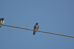 Stelgidopteryx serripennis ridgwayi