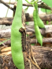 Spodoptera cosmioides