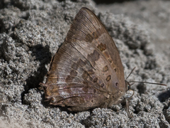 Arhopala amantes
