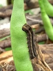 Spodoptera cosmioides