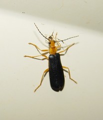 Podabrus fayi
