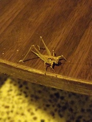 Rhacocleis insularis