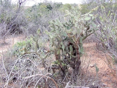 Tacinga palmadora