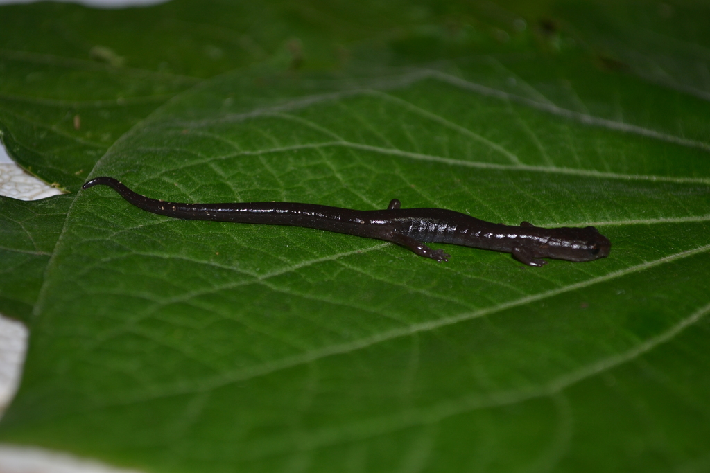 Cruz Blanca Salamander