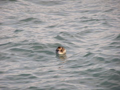 Podiceps nigricollis