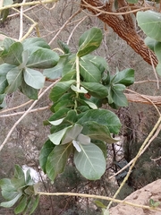 Calotropis procera