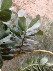 Calotropis procera