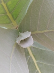 Calotropis procera