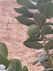 Calotropis procera