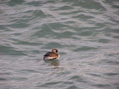 Podiceps nigricollis