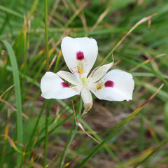 Calochortus eurycarpus