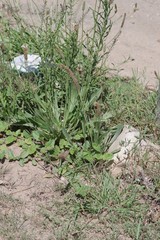 Plantago lanceolata