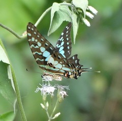 Graphium antheus