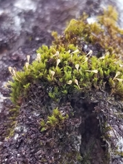Ulota coarctata