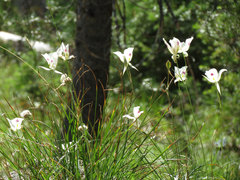 Calochortus eurycarpus