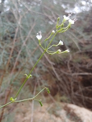 Commicarpus plumbagineus