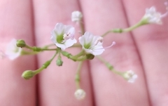 Commicarpus plumbagineus