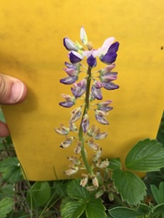 Lupinus nootkatensis