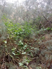 Commicarpus plumbagineus