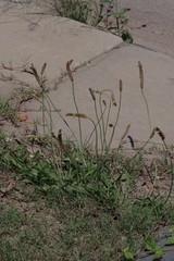 Plantago lanceolata