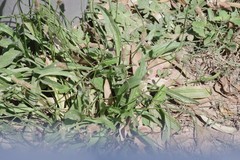 Plantago lanceolata