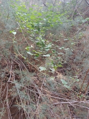 Commicarpus plumbagineus