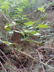 Commicarpus plumbagineus