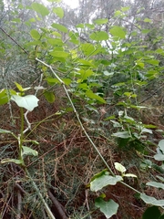 Commicarpus plumbagineus