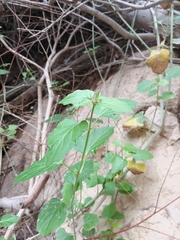 Commicarpus plumbagineus