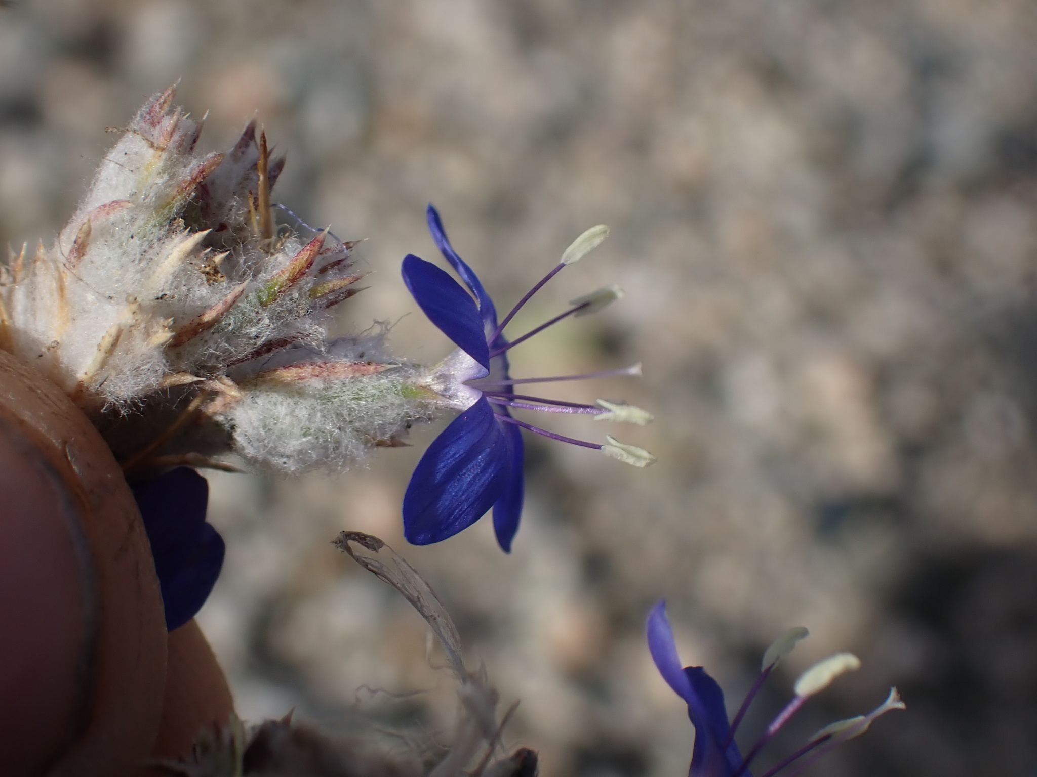 Eriastrum sapphirinum ssp. dasyanthum