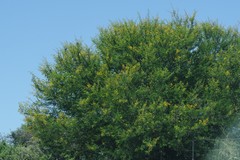 Vachellia karroo