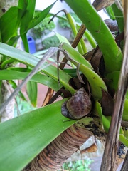 Lissachatina fulica