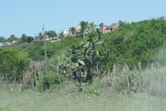 Opuntia ficus-indica