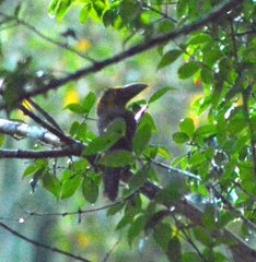 Pteroglossus bailloni