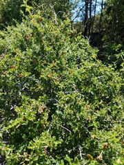 Ceanothus foliosus medius