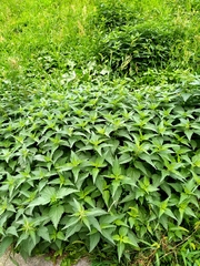 Urtica dioica