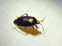 Deraeocoris sayi