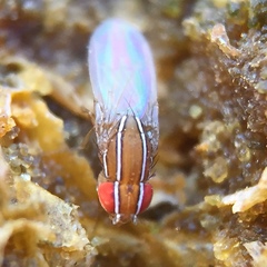 Zaprionus indianus