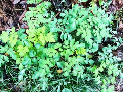 Corydalis sheareri