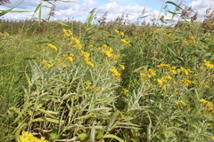 Jacobaea paludosa lanata