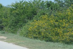 Vachellia karroo