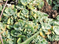 Pistia stratiotes