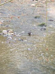Cinclus cinclus gularis