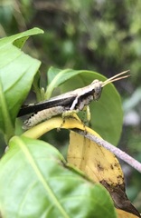 Abracris dilecta