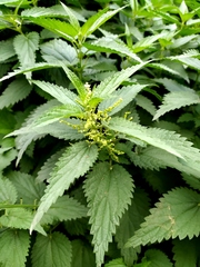 Urtica dioica