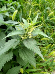 Urtica dioica