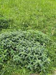 Urtica dioica