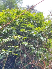 Stauntonia chinensis