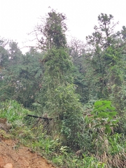 Stauntonia chinensis