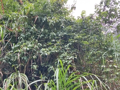 Stauntonia chinensis